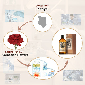 Carnation Essential Oil AKARZ Natural And Pure (30ML 100ML )